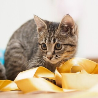 岩手の北上市です。子猫です。お近くの方よろしく。