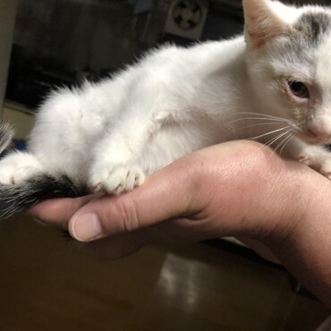 白地に茶のような黒のようなグレーのような色のブチが頭と尻尾にあります
