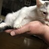 白地に茶のような黒のようなグレーのような色のブチが頭と尻尾にあります