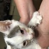 猫風邪の治療中の為、目ヤニ、目の腫れがあります。