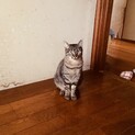 臆病だけどキジトラのイケメン猫さん☀︎