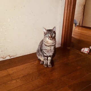 臆病だけどキジトラのイケメン猫さん☀︎