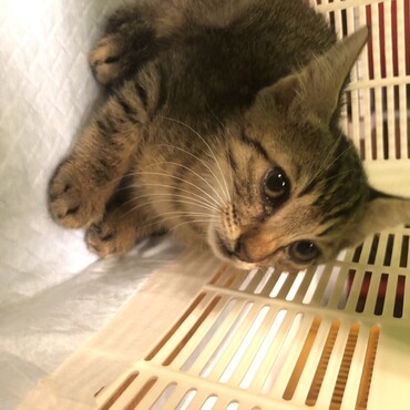 キジトラです