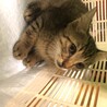 キジトラです