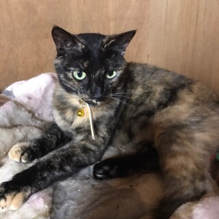 会えば誰もが虜に！サビ猫のやよいちゃん♡