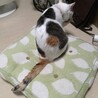 優しい、三毛猫の美人猫さん☀︎ サムネイル5