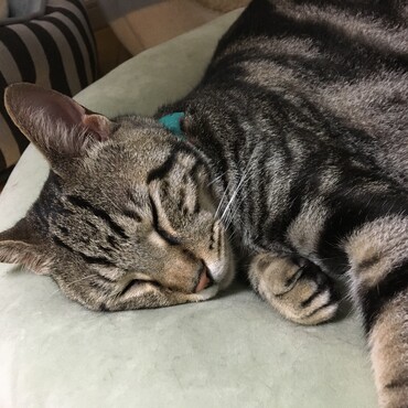 眉間に力が入って苦しそうな顔。病院で吐き気止めの注射してきました。かわいそう。