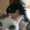 優しい、三毛猫の美人猫さん☀︎ サムネイル6