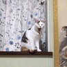 優しい、三毛猫の美人猫さん☀︎ サムネイル7