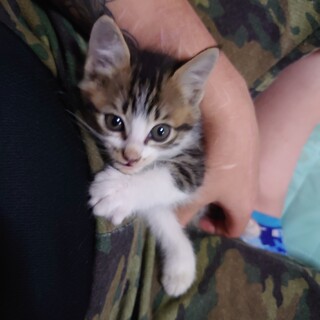 性別曖昧ですがしのぶちゃんです★