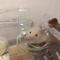 ハムスター　赤ちゃん　キンクマ