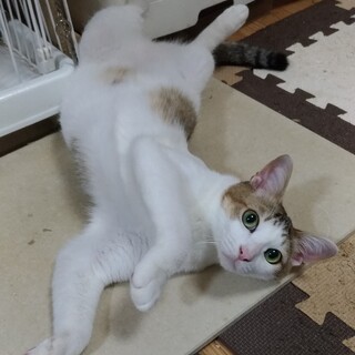 八幡　1歳　11月14日岸和田里親会参加