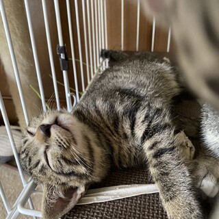 【8/1写真追加】心優しいビスコ君