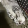 【8/1写真追加】アメショーぴーちゃん サムネイル4