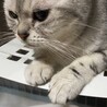 【8/1写真追加】アメショーぴーちゃん サムネイル5