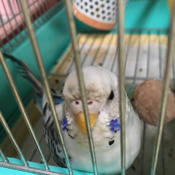 しげおさんとさくらさん