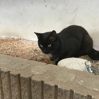 とても賢い黒猫ちゃん