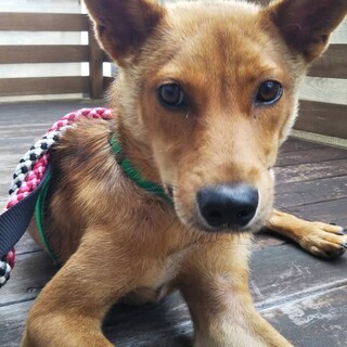 少し怖がりで甘えん坊な男の子「マサ」