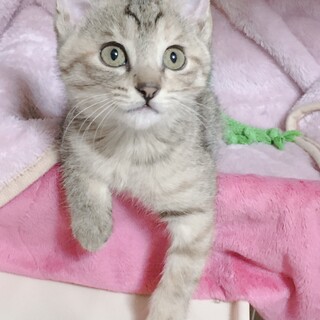 千葉県内で急募❣️かわいい薄いキジの女の子