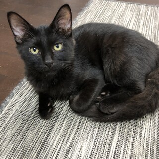 フワフワ尻尾で超イケメン！健康優良児の黒猫くん♂