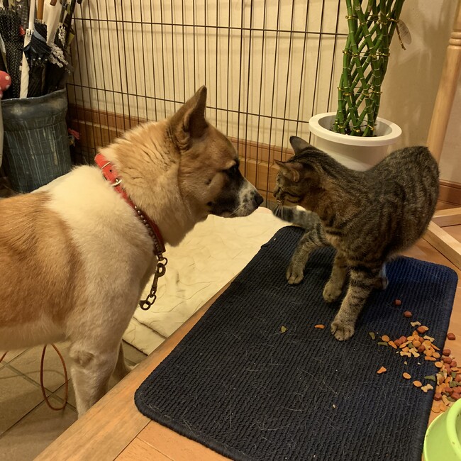 のぼ2のカバー写真