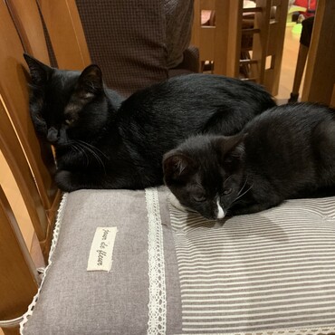 今日は会社で飼っている子猫のメイがお泊まりに来ています。