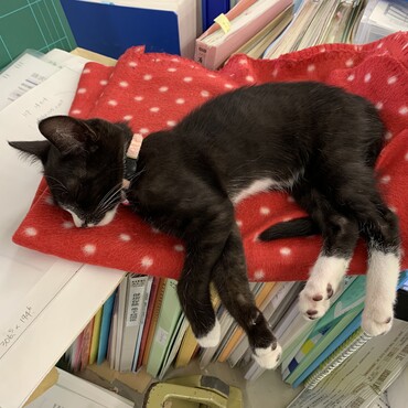 会社の地下駐車場で鳴いていた子猫。すっかり慣れて会社で皆を癒してくれています。