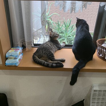 一緒によく窓の外を眺めています。