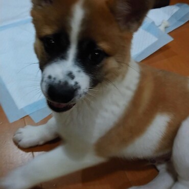 うちに来てすぐのゴンちゃん
