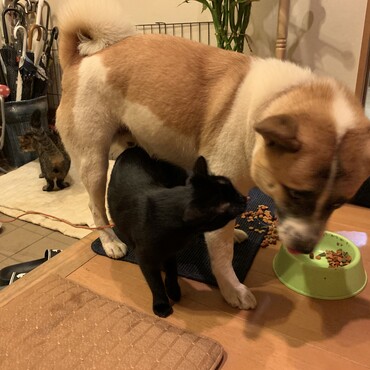 ゴンとにゃち