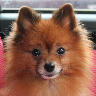 【募集一時停止】仔ギツネのような愛らしいティ厶くん