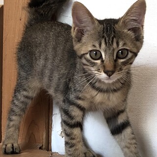 元気いっぱい甘えんぼの　ふう太君