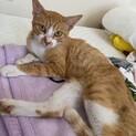 茶白のメスでとても人懐っこい子です。
