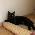 ★男の子くろぴゃん★