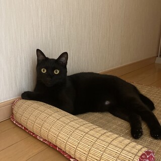 ★男の子くろぴゃん★