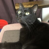 ジジ