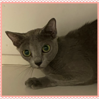 繁殖場廃業現場より3本足のロシアンブルーレスキュー