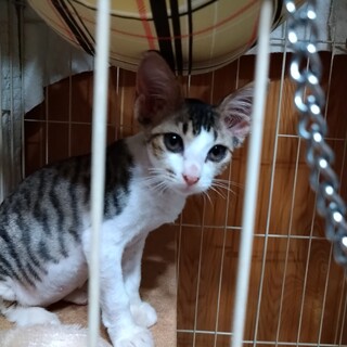 3ヶ月のキジ白兄妹　かわいい♂2頭♀1頭