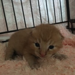 昨日保護のベビーキャット