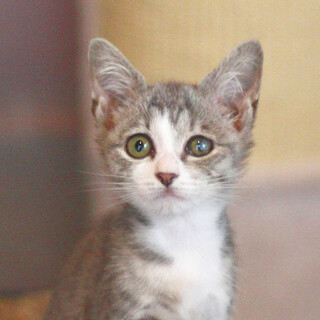 8/9水道橋★かすみちゃん★元気いっぱい！甘えん坊