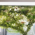 金魚の稚魚です！