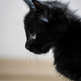 魅惑の漆黒美猫ちゃん