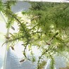 金魚の稚魚です！ サムネイル2