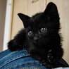 魅惑の漆黒美猫ちゃん サムネイル2