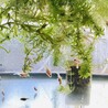 金魚の稚魚です！ サムネイル3