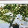 金魚の稚魚です！ サムネイル4