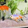 金魚の稚魚です！ サムネイル5