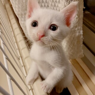 賢くて可愛い子です♡