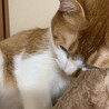 ママ郎