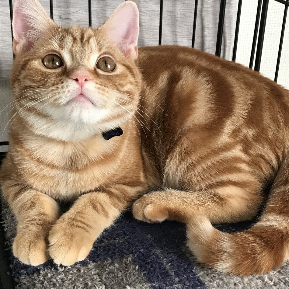 ムルのカバー写真